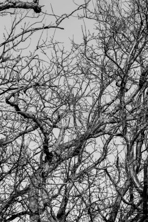 Téléchargez les photos : Branches d'arbres nus contre le ciel, hiver. - en image libre de droit