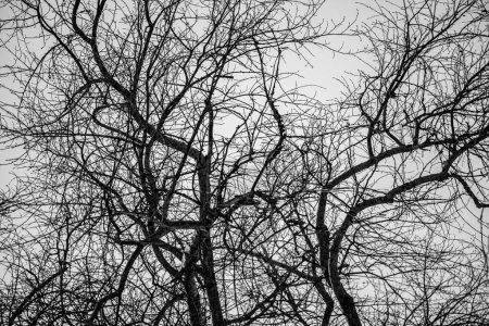 Foto de Ramas de árboles desnudos contra el cielo, invierno. - Imagen libre de derechos