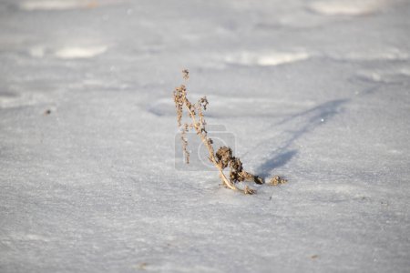 Foto de Dried plants in winter are visible from under the snow - Imagen libre de derechos