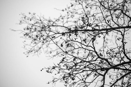Photo for Bare tree branches against the sky, winter. - Royalty Free Image