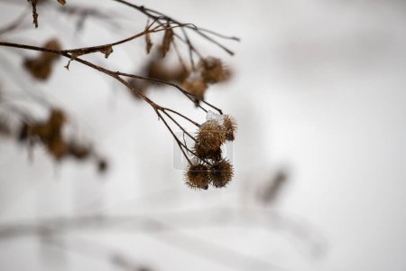 Téléchargez les photos : Plantes séchées en hiver sont visibles sous la neige - en image libre de droit