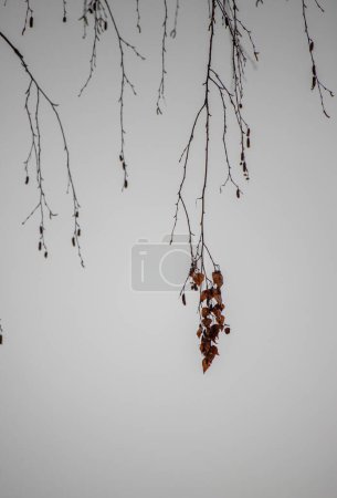 Foto de Ramas de árboles desnudos contra el cielo, invierno. - Imagen libre de derechos