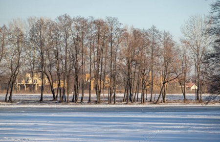 Foto de Paisaje invernal en el parque - Imagen libre de derechos