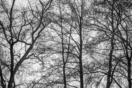 Téléchargez les photos : Branches d'arbres nus contre le ciel, hiver. - en image libre de droit