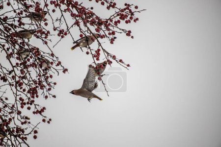 Téléchargez les photos : Bird looking for food in winter - en image libre de droit