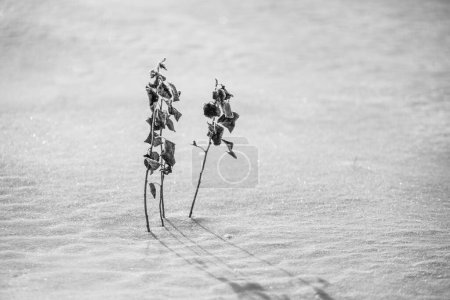 Photo for Dried plants in winter are visible from under the snow - Royalty Free Image