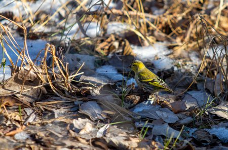 Téléchargez les photos : Oiseau à la recherche de nourriture en hiver - en image libre de droit
