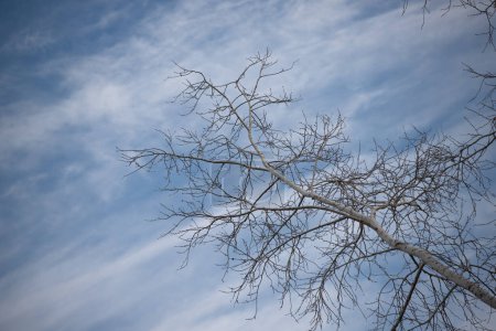 Photo for Bare tree branches against the sky, winter. - Royalty Free Image