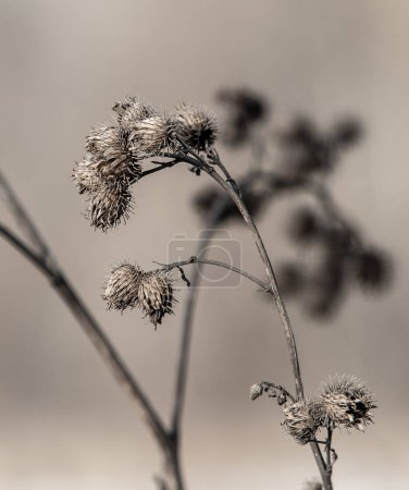 Téléchargez les photos : Dried plants in winter are visible from under the snow - en image libre de droit