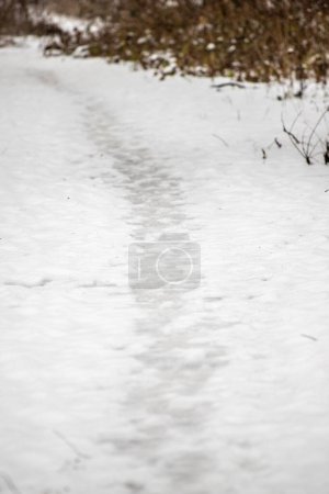 Photo for Track on the snow from car tires - Royalty Free Image
