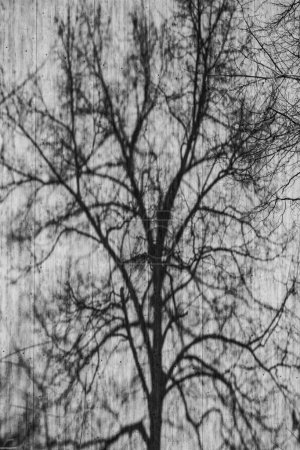 Téléchargez les photos : Branches d'arbres ombragés sur un mur blanc - en image libre de droit