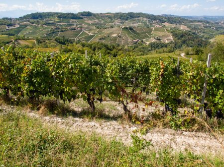 Weinberge der Langhe in der Nähe des UNESCO-Welterbes Barolo, Piemont, Italien