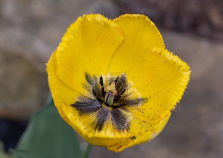 Téléchargez les photos : Fleur de tulipe jaune fleurissant dans un jardin - en image libre de droit