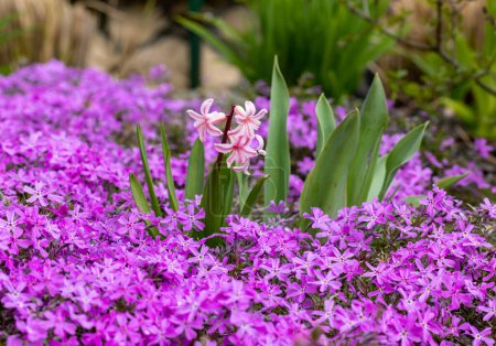 Foto de Flores deltoidea aubrieta lila en el jardín. - Imagen libre de derechos