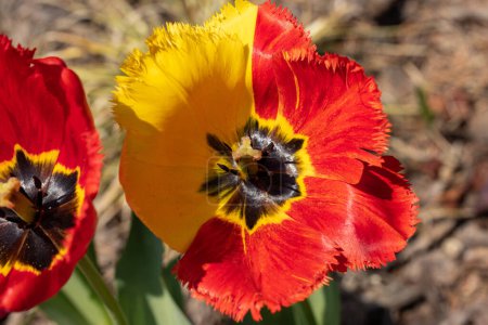Téléchargez les photos : Fleurs de tulipes jaunes et rouges fleurissant dans un jardin - en image libre de droit