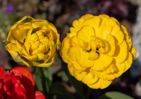 Téléchargez les photos : Fleurs de tulipes jaunes et rouges fleurissant dans un jardin - en image libre de droit