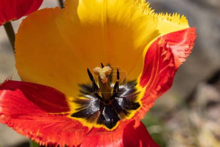 Téléchargez les photos : Yellow and red tulip flower blooming in a garden - en image libre de droit