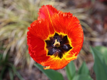 Téléchargez les photos : Yellow and red tulip flower blooming in a garden - en image libre de droit