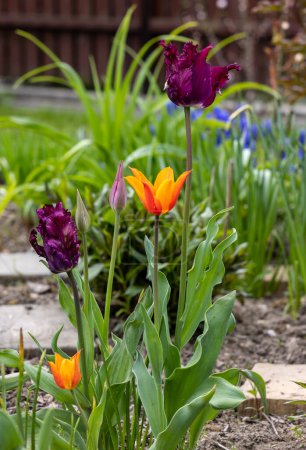 Téléchargez les photos : Fleurs de tulipes pourpres et oranges fleurissant dans un jardin - en image libre de droit