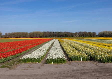 Téléchargez les photos : Champs de tulipes et jonquilles en fleurs près de Lisse aux Pays-Bas - en image libre de droit