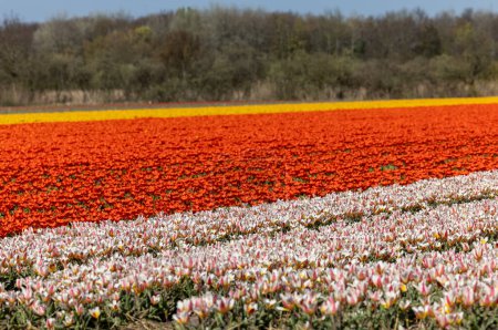 Téléchargez les photos : Champs de tulipes en fleurs près de Lisse aux Pays-Bas - en image libre de droit