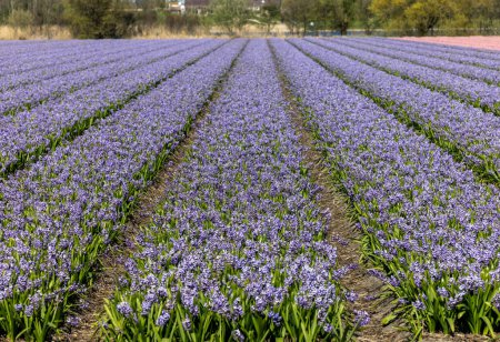 Téléchargez les photos : Champs de jacinthes en fleurs près de Lisse aux Pays-Bas - en image libre de droit