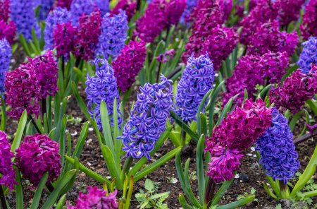 Téléchargez les photos : Jacinthes pourpres et bleues fleurissant dans un jardin - en image libre de droit