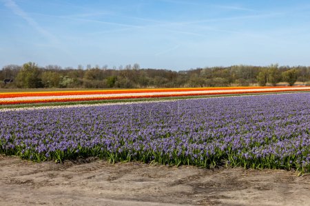 Téléchargez les photos : Champs de tulipes et jacinthes en fleurs près de Lisse aux Pays-Bas - en image libre de droit