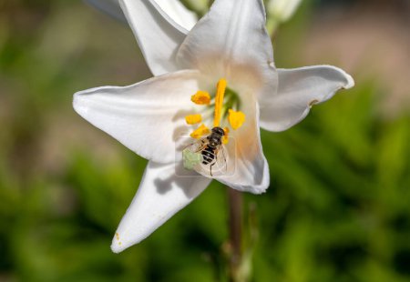 Foto de Flor de lirio blanco con delicados pétalos en el jardín - Imagen libre de derechos