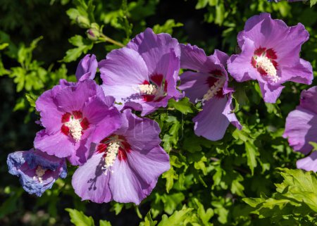 Photo for Beautiful pink flowers of Hibiscus syriacus in garden - Royalty Free Image