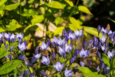 Foto de Flores azules de Brodiaea laxa Queen Fabiola - Imagen libre de derechos