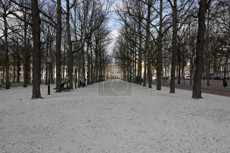 Foto de La Haya, Países Bajos - 17 de abril de 2023: Callejón con hermosos árboles en el parque de Lange Voorhout en La Haya - Imagen libre de derechos