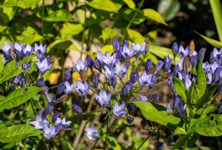 Foto de Flores azules de Brodiaea laxa Queen Fabiola - Imagen libre de derechos