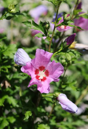 Photo for Beautiful pink flowers of Hibiscus syriacus in garden - Royalty Free Image