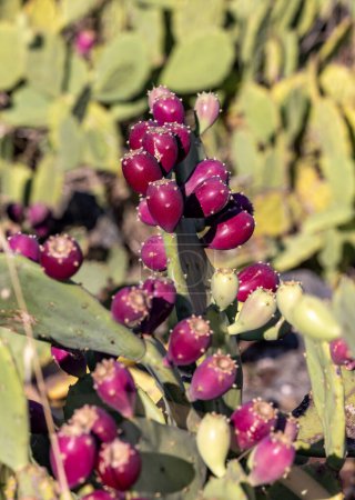 Téléchargez les photos : Gros plan sur Opuntia ficus-indica, poire de cactus ou poire piquante, aux fruits rouges - en image libre de droit