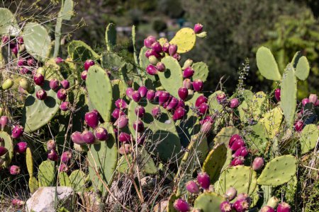 Téléchargez les photos : Gros plan sur Opuntia ficus-indica, poire de cactus ou poire piquante, aux fruits rouges - en image libre de droit