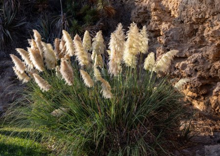 Cortaderia selloana oder Pampas Gras weht in Torremolinos; Costa del Sol; Spanien