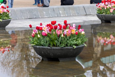 Bunte Tulpenblüten auf dem Teich vor dem Rijksmuseum in Amsterdam. Niederlande