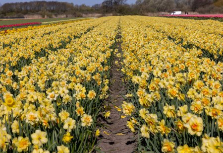 Téléchargez les photos : Champs de jonquilles jaunes florissantes près de Lisse aux Pays-Bas - en image libre de droit