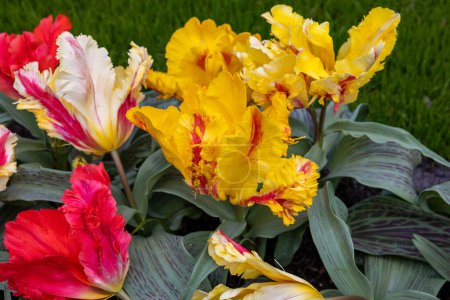 Téléchargez les photos : Tulipe jaune et rouge appelée perroquet zampa. Groupe de perroquets. Les tulipes sont divisées en groupes qui sont définis par leurs caractéristiques florales - en image libre de droit
