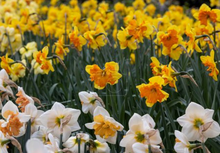 Gelbe Narzissen blühen in einem Garten