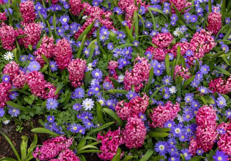 Anémones de nuances bleues et jacinthes de perles roses fleurissant dans un jardin