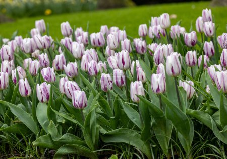 tulipanes blancos y morados floreciendo en un jardín