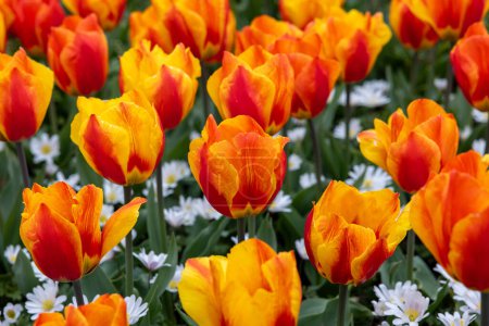 Anemone White Splendour y Tulip Lighting Sun del grupo Darwin Hybrid. Los tulipanes se dividen en grupos que se definen por sus características florales.