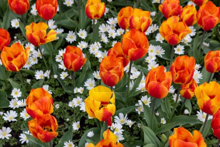 Anemone White Splendour y Tulip Lighting Sun del grupo Darwin Hybrid. Los tulipanes se dividen en grupos que se definen por sus características florales.