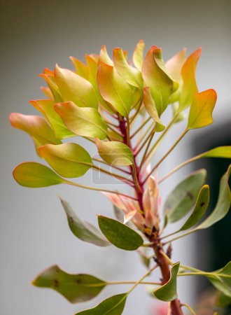  Königsprotea oder Protea cynaroides, die Nationalblume Südafrikas