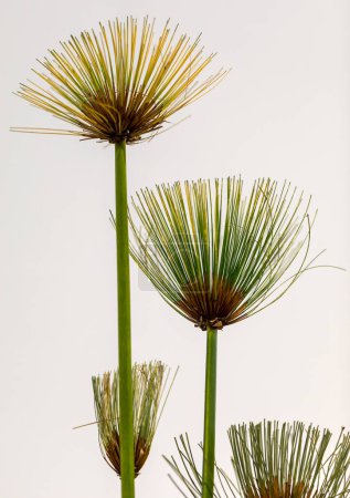 Egyptian papyrus. (Cyperus papyrus L.) on white background