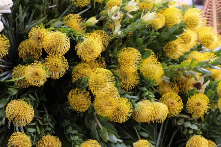 fleur jaune de Pincushions ou Leucospermum condifolium.