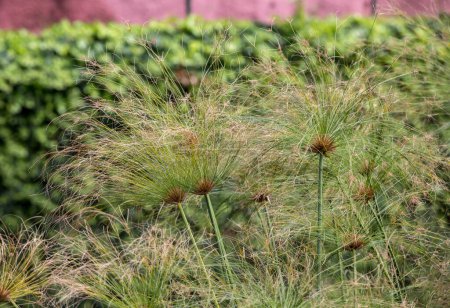 Egyptian papyrus (Cyperus papyrus L.) in garden
