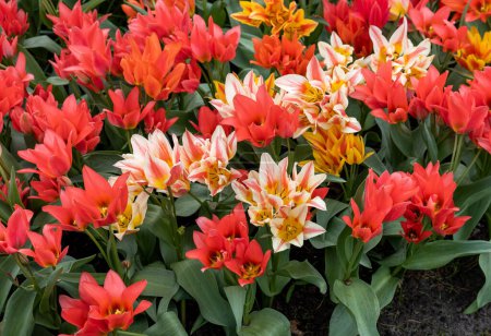 Tulipe appelée Fun Colours mix. Glorieux mélange se compose de la tulipe Toronto et deux de ses mutants de couleur Winnipeg et Québec.Les tulipes sont divisées en groupes qui sont définis par leurs caractéristiques florales